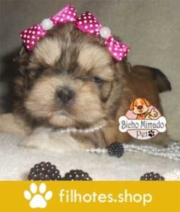 shihtzu-1