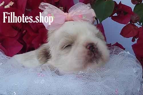 shihtzu-filhote-2