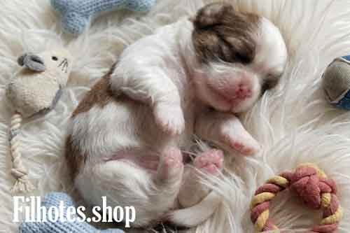 Filhote deShihtzu