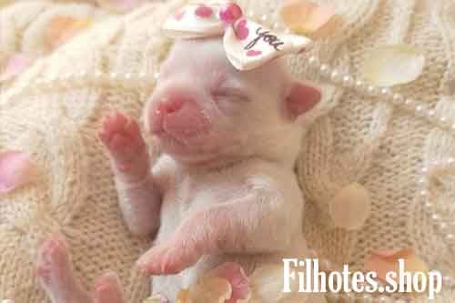 Lindo Shihtzu