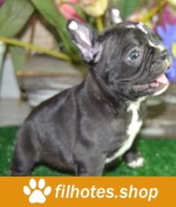 bulldog-1