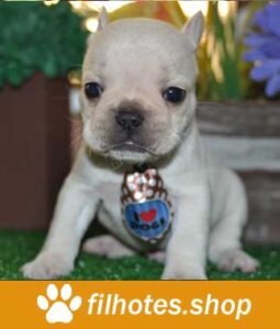 bulldog-2