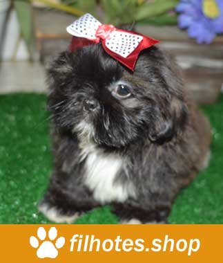 Shih Tzu Bebê