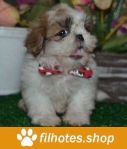 shihtzu-3