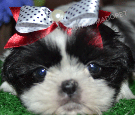 Shih Tzu Bricnado